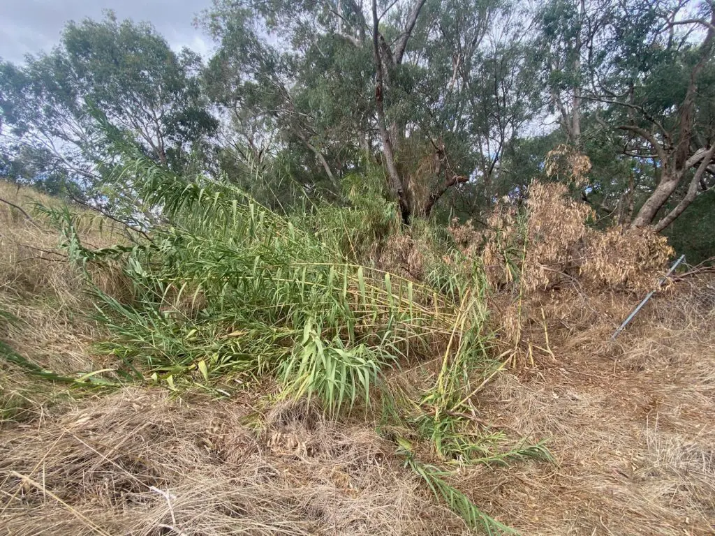 Extensive weeds along Mandoon Bilya (Helena River) in Midland - Francesca Flynn