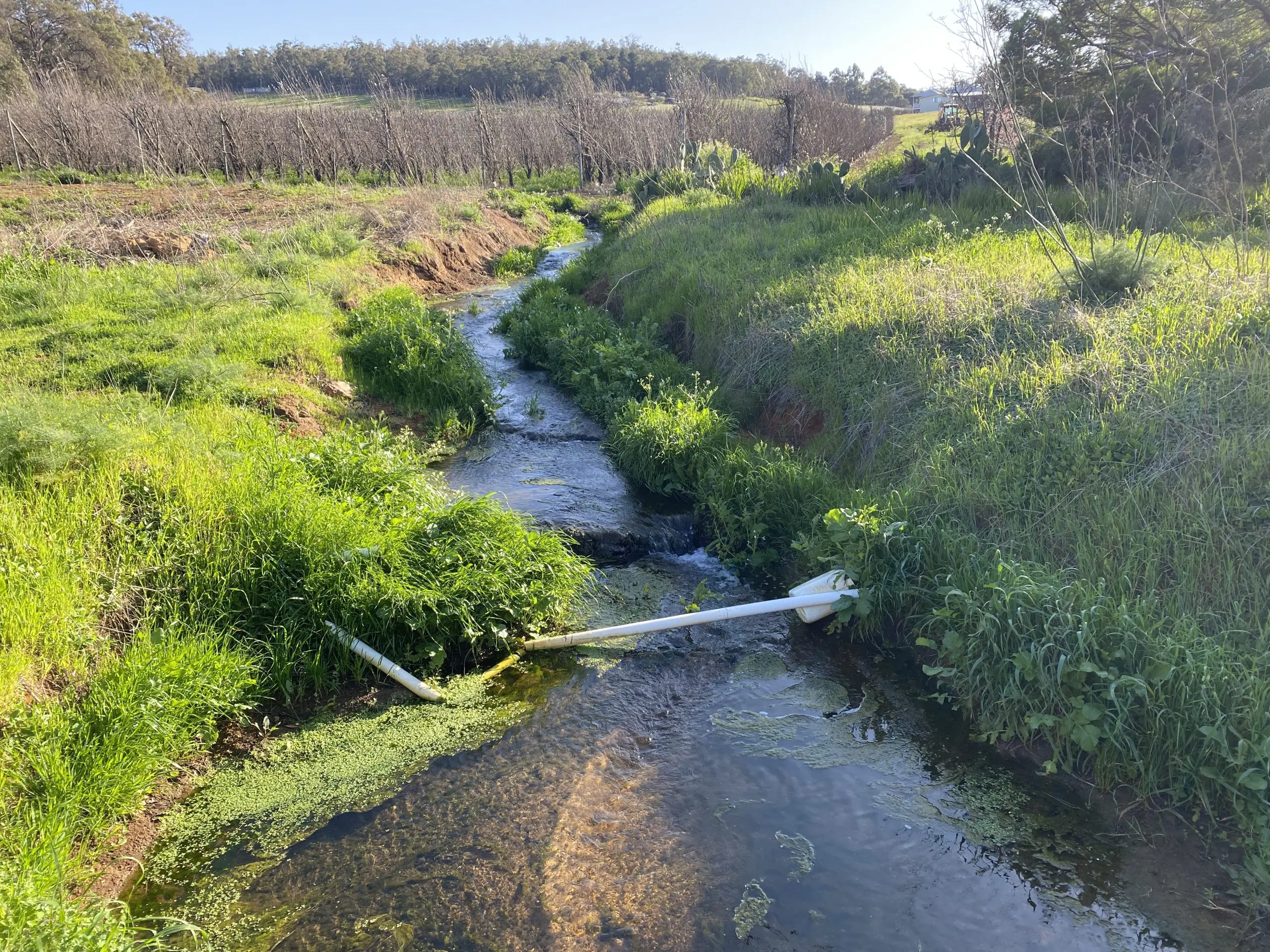 Piesse Brook in Pickering Brook - Francesca Flynn