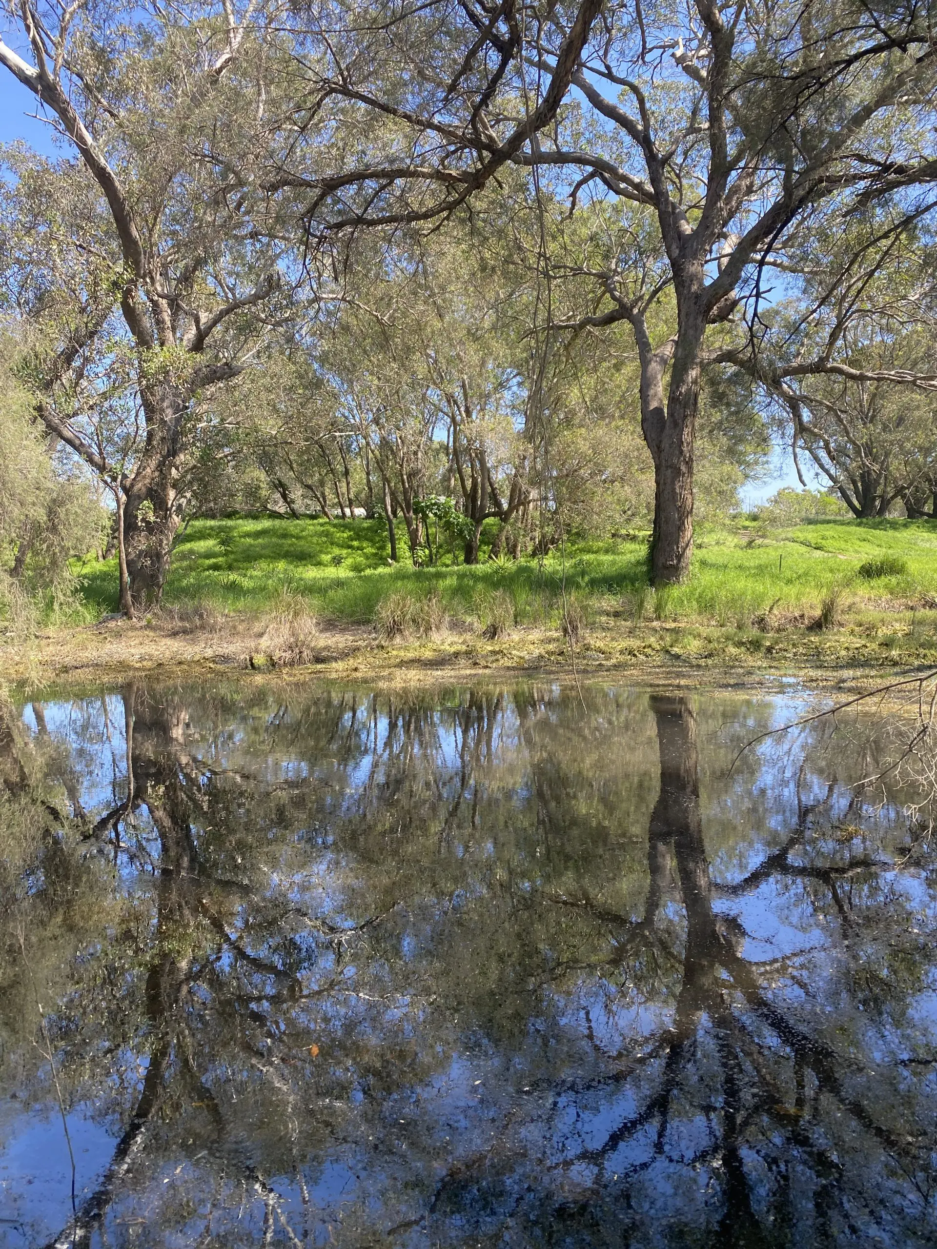 Mandoon Bilya (Helena River) Wetlands in Midland/Hazelmere - Francesca Flynn