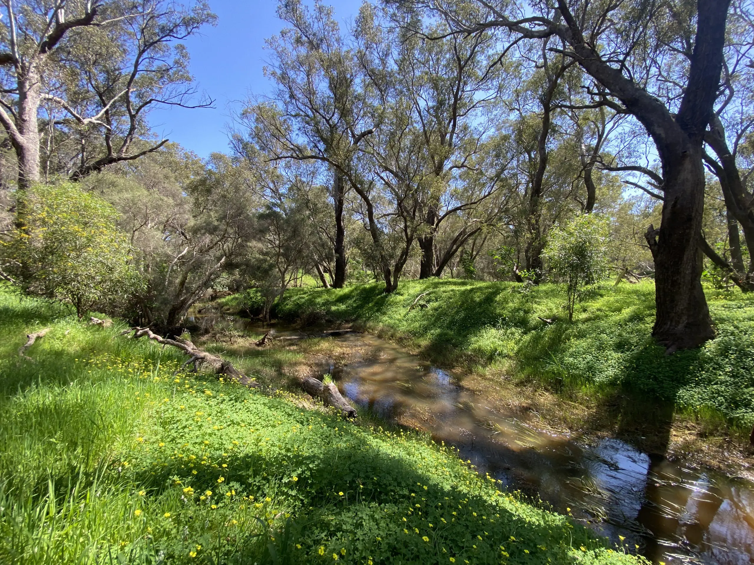 Mandoon Bilya (Helena River) Wetlands in Midland/Hazelmere - Francesca Flynn