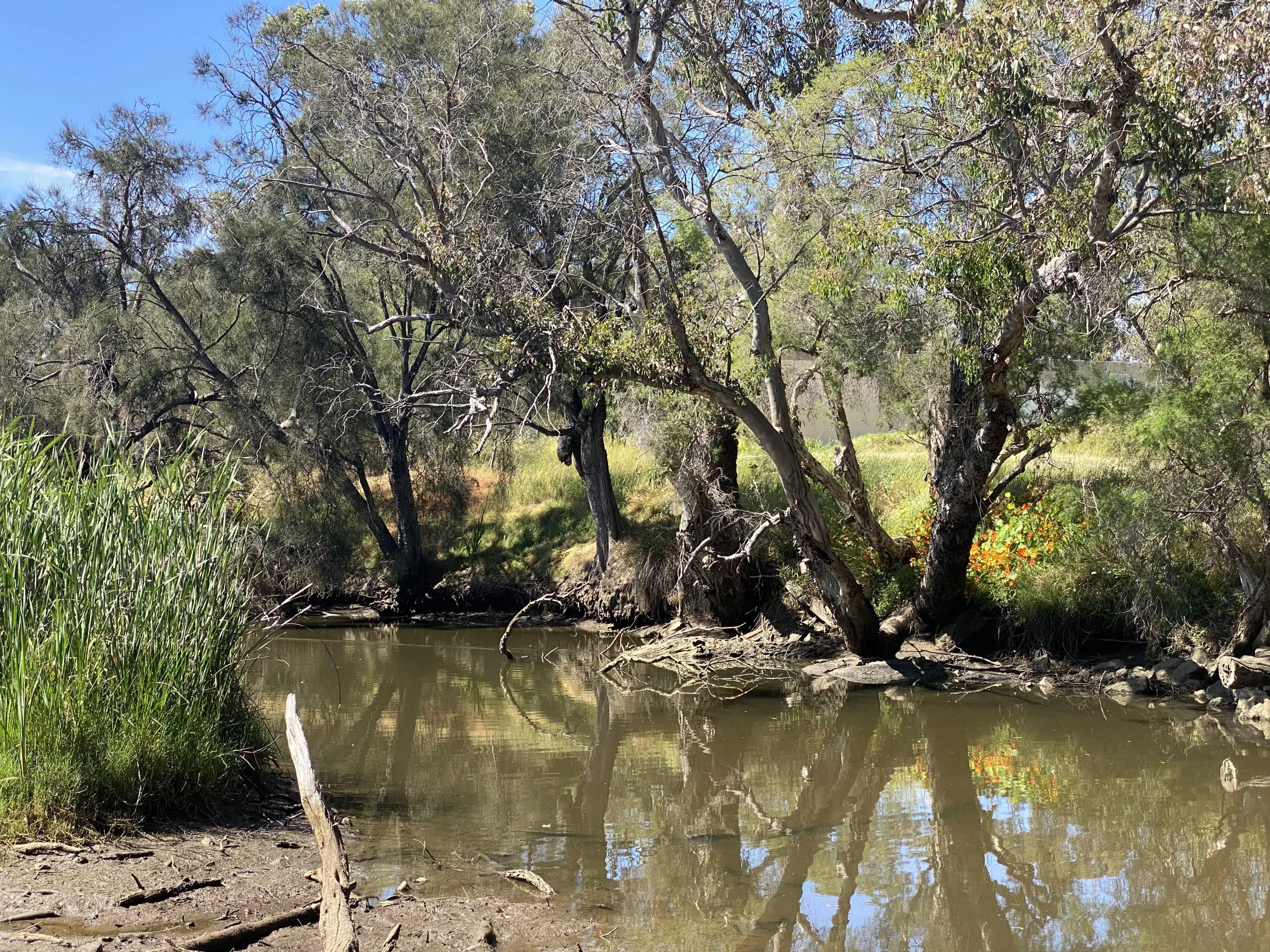 Mandoon Bilya (Helena River) in Guildford - Francesca Flynn