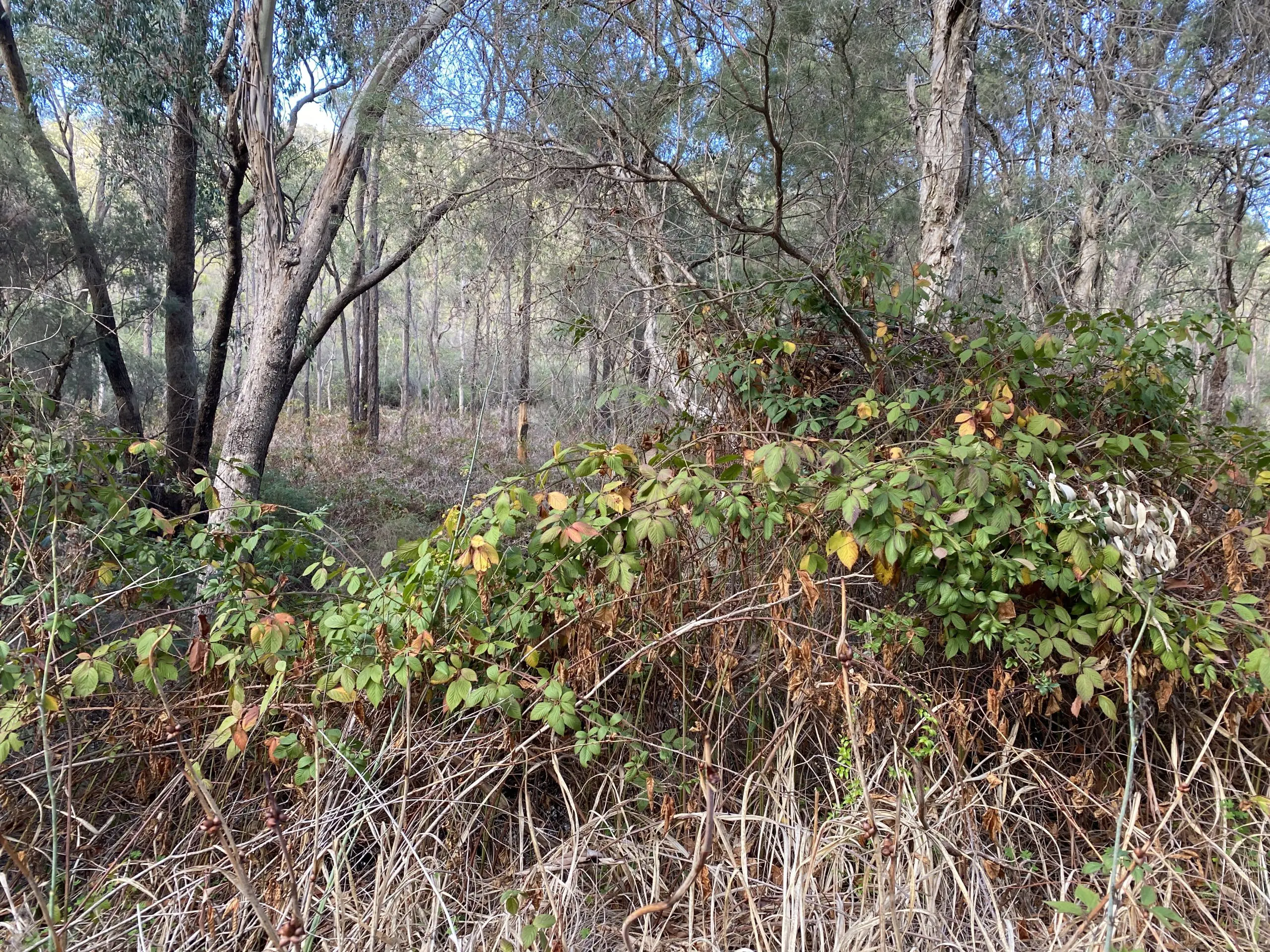 Extensive blackberry infestations along Mandoon Bilya (Helena River) - Francesca Flynn