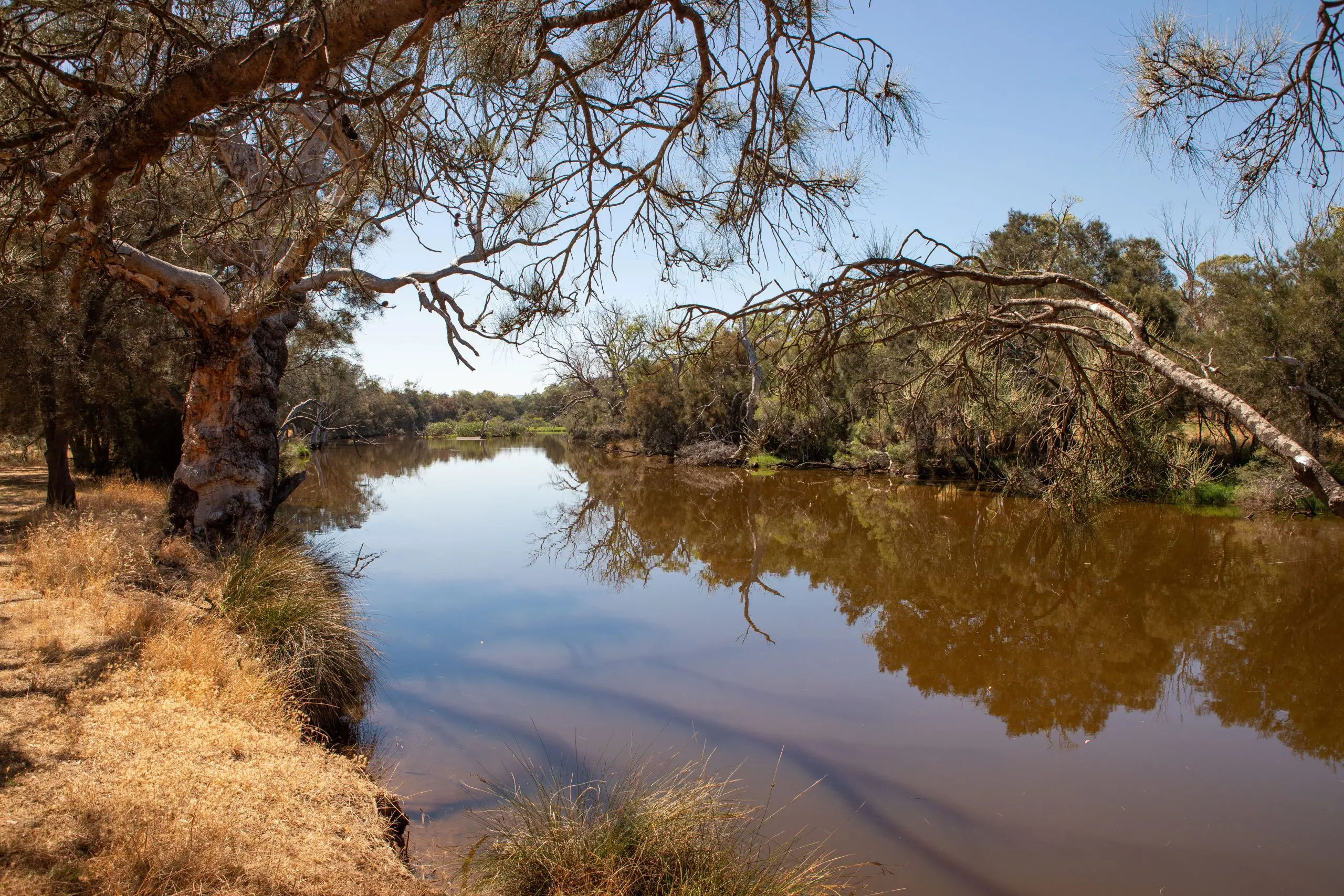 Mandoon Bilya (Helena River) in Guildford - Emily Wilson
