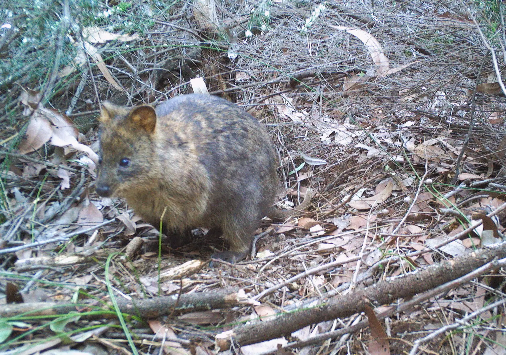 Perth Hills quokka - Bibbul Ngarma Aboriginal Association
